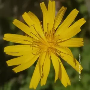 Gaisberg Flora